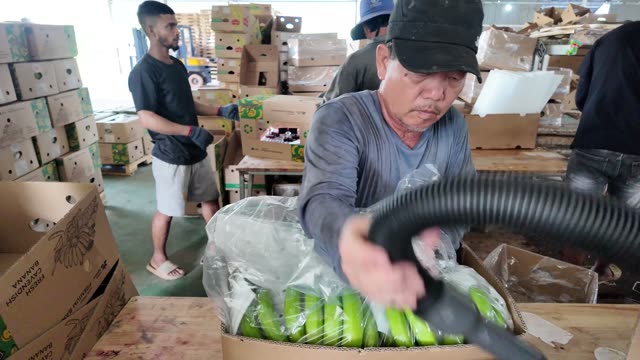 Worker Using Vacuum Sealer On Bananas