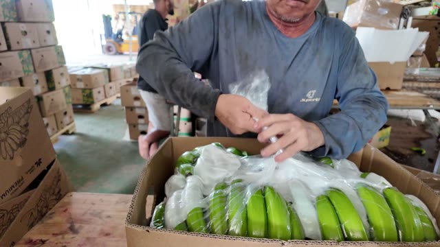Worker Sealing Plastic Wrapped Bananas