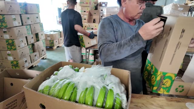 Worker Checking Sealed Banana Box