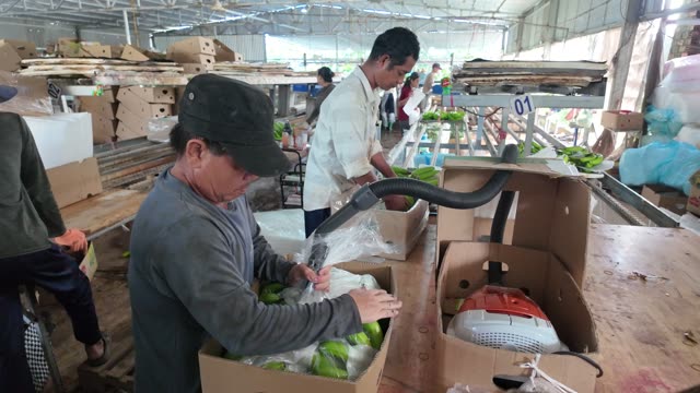 Stacked Boxes Of Premium Bananas