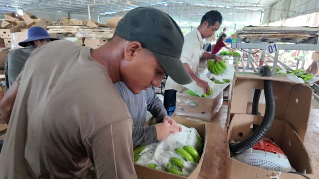 Workers Loading Banana Boxes On Pallet