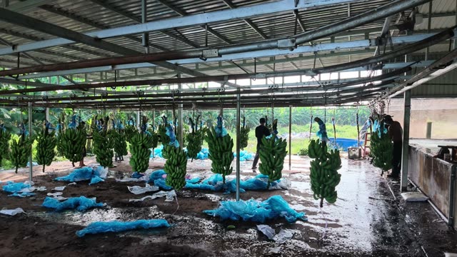 Fresh Bagged Bananas Hanging In Warehouse