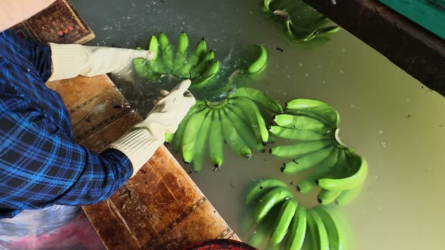 Worker Handling Fresh Banana Bunch