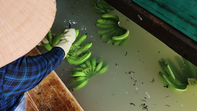 Worker Rinsing Bananas In Green Pool