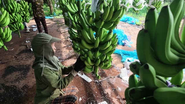 Worker Tying Fresh Banana Bunch