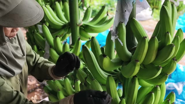 Farmer Trimming Fresh Banana Bunch