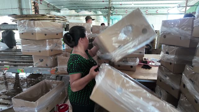 Woman Stacking Wrapped Banana Boxes
