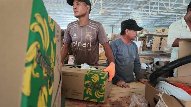 Woman Selecting Boxes From Large Pile