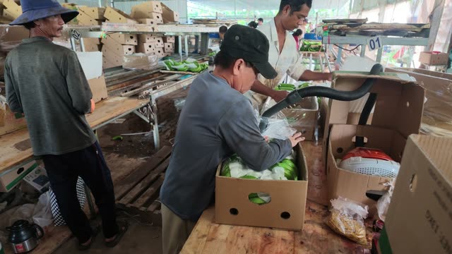Workers Packing Bananas Into Boxes
