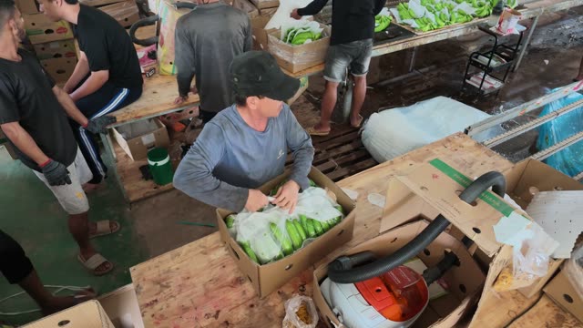 Workers Packing Bananas With Vacuum Sealer