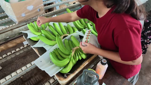Workers Packing Bagged Bananas In Boxes