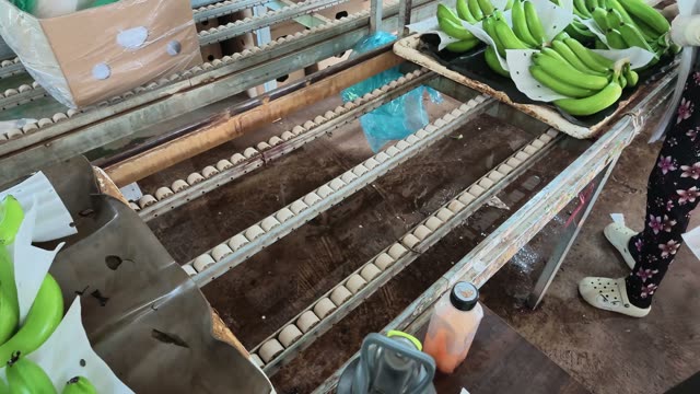 Worker Lifting Packed Banana Box