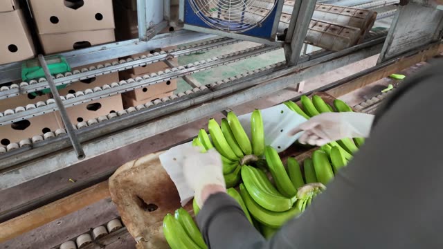 Worker Wrapping Fresh Banana Bunch