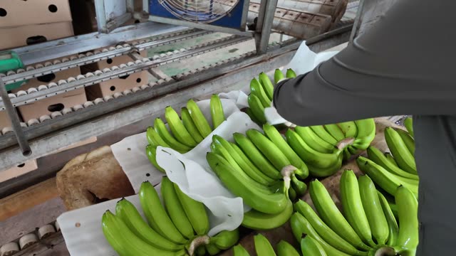 Worker Arranging Banana Bunches On Tray