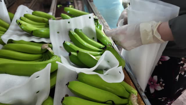 Gloved Hands Arranging Bananas On Tray