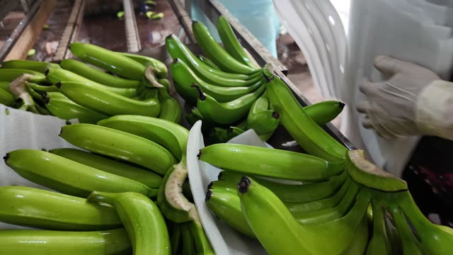 Worker Arranging Fresh Bananas On Tray