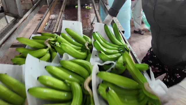 Worker Packing Bananas With Protective Wrap