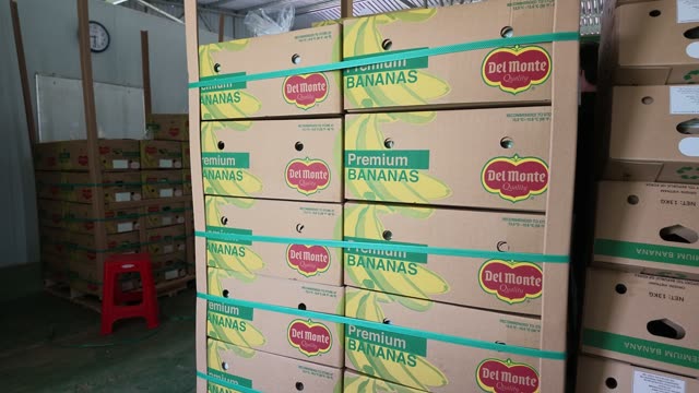 Worker Packing Bagged Bananas Into Box