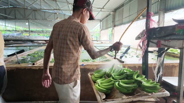 Worker Using Pole At Banana Wash Pool