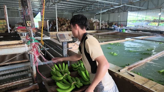 Worker Weighing Banana Bunch On Scale