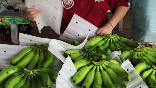 Worker Weighing Bananas At Station
