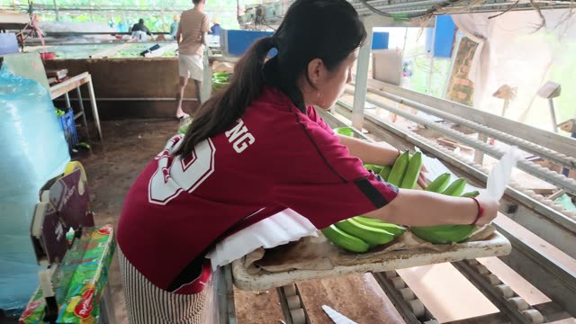 Woman Selecting Fresh Banana Bunch
