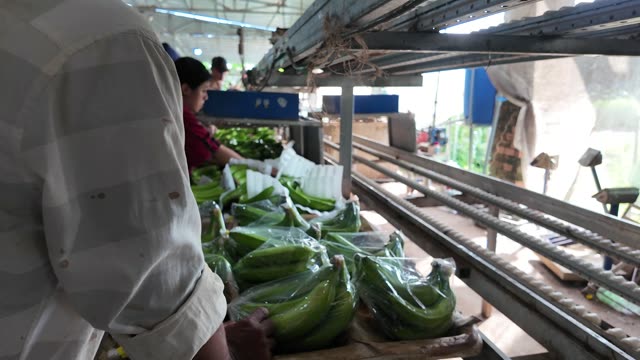 Worker Packing Bagged Bananas In Boxes