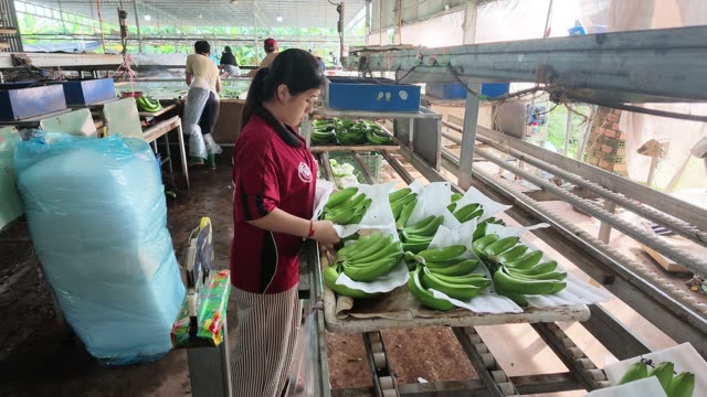 Woman Arranging Bananas For Weighing