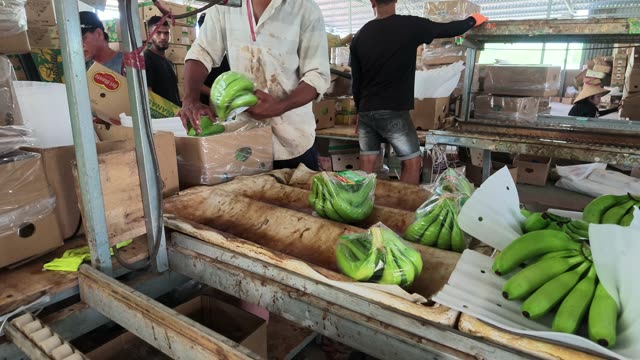 Workers Bagging Bananas At Packing Bench