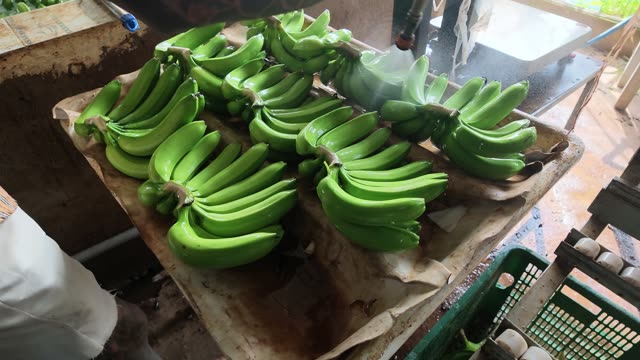 Piles Of Discarded Banana Boxes Outdoors