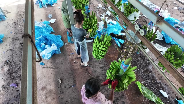 Women Bagging Bananas Under Plantation Frame