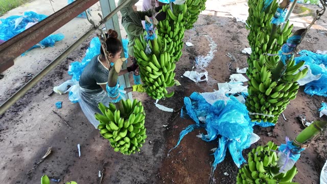 Workers Bagging Bananas In Plantation