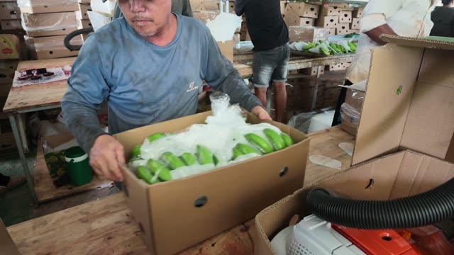Worker Packing Bananas With Ice Sheet