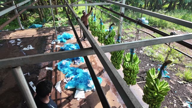 Workers Bagging Bananas Under Open Frame