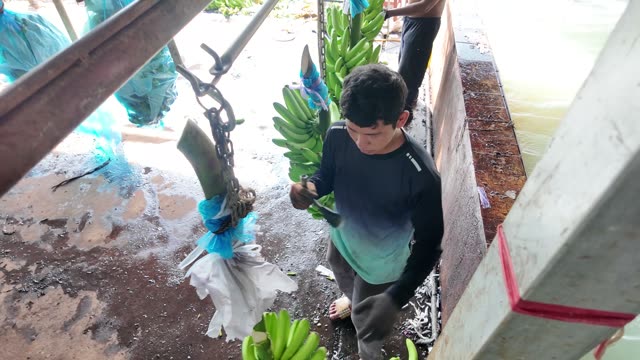Worker Carrying Banana Bunch On Hook
