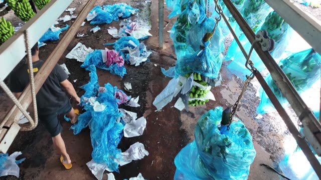 Worker Sorting Discarded Blue Bags