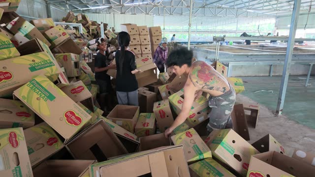 Tattooed Worker Sorting Boxes Among Pile