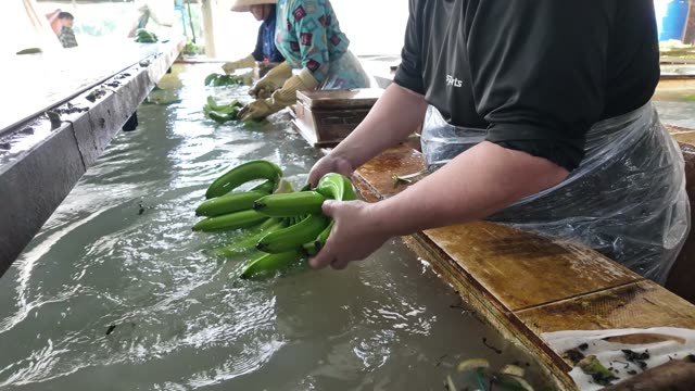 Worker Washing Bananas By Hand