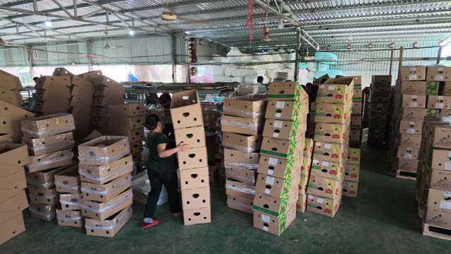 Shirtless Worker Sorting Boxes