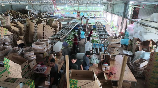 Overhead View Of Banana Packing Floor