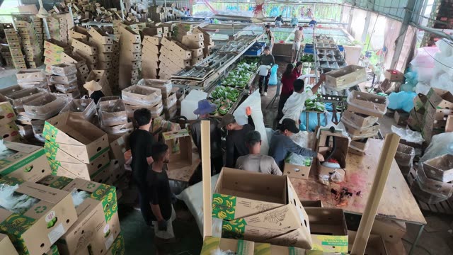 Overhead View Of Workers Packing Bananas