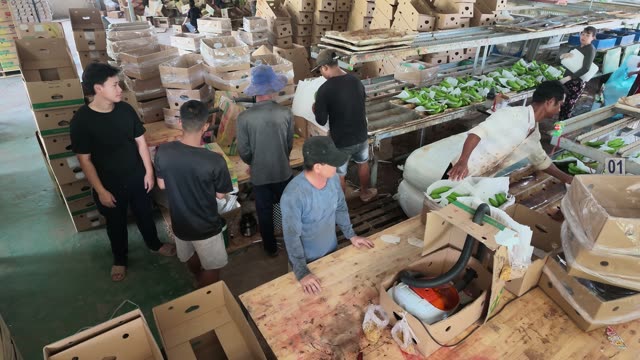 Overhead View Of Team Packing Bananas