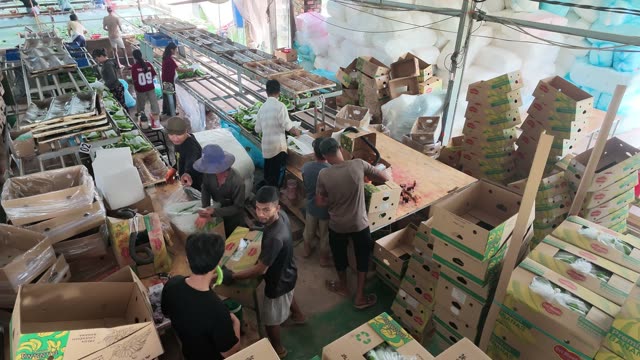 Overhead View Of Workers Sorting Produce