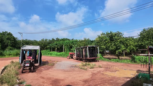 Tractor And Trailer On Plantation Road