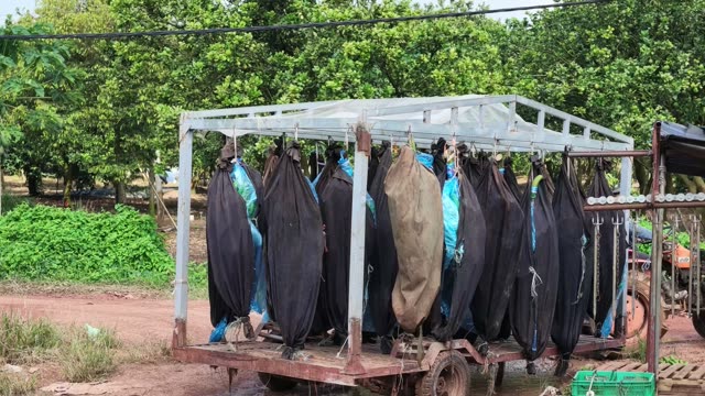 Trailer With Hanging Bunch Protection Bags
