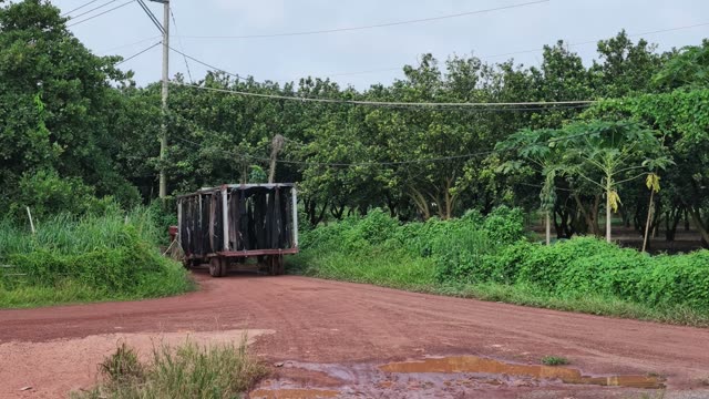 Tractor Approaching Through Banana Orchard