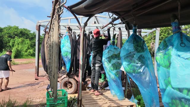 Worker Hanging Bunch Bags On Rail System