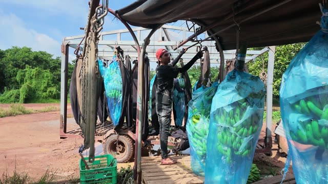 Worker Adjusting Hooks Near Banana Bags