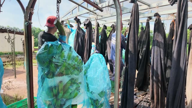 Worker Hanging Banana Bunch On Hook
