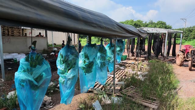 Low Angle Of Hanging Wrapped Bunches